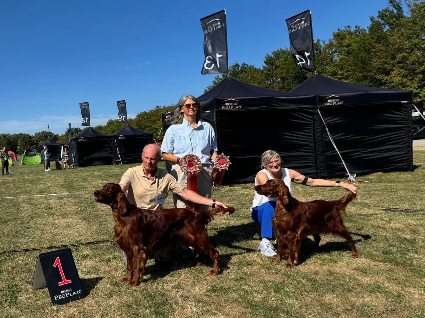 Irish Red Setter im Ausstellungsring