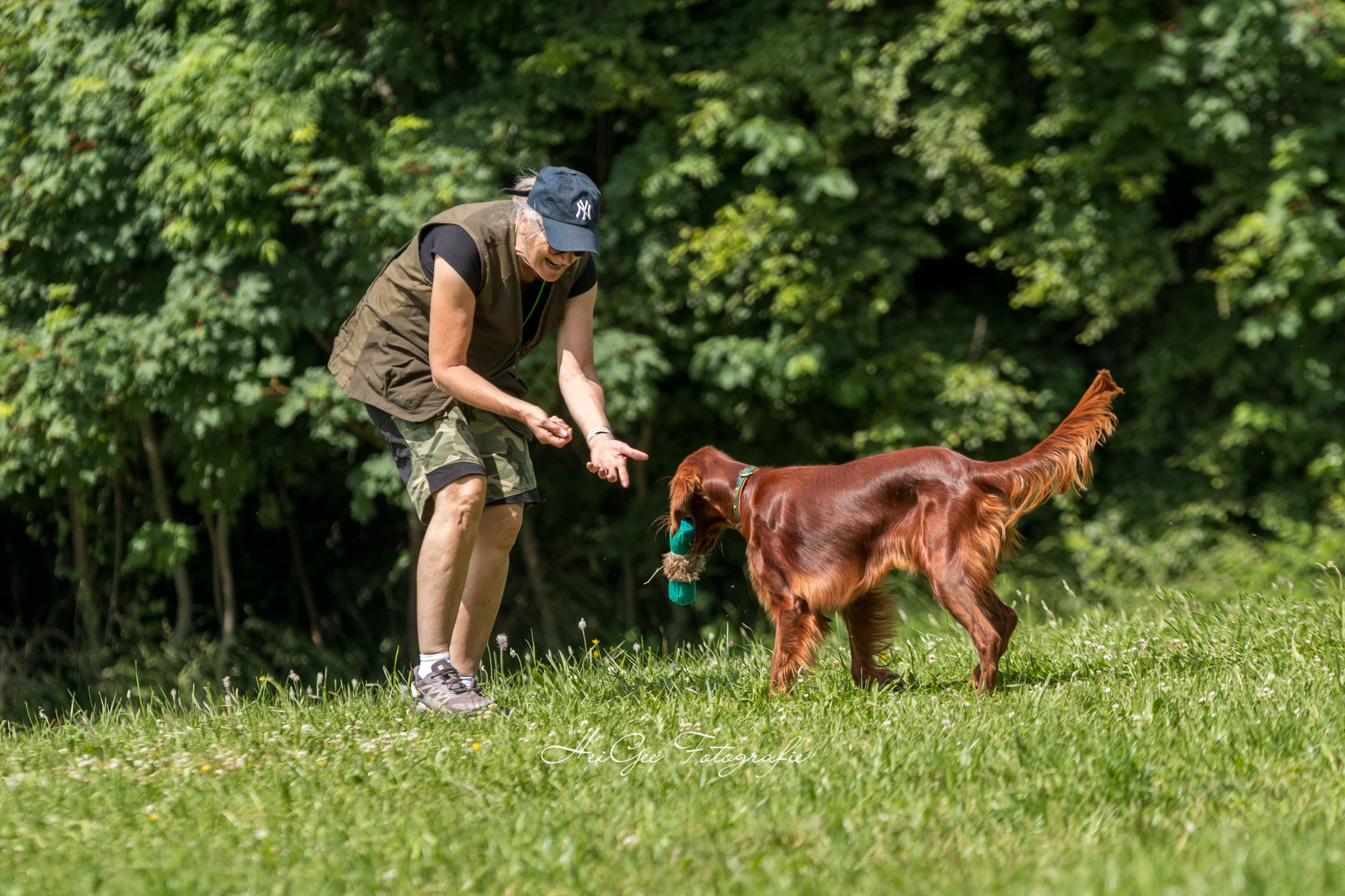 Irish Red Setter beim Training