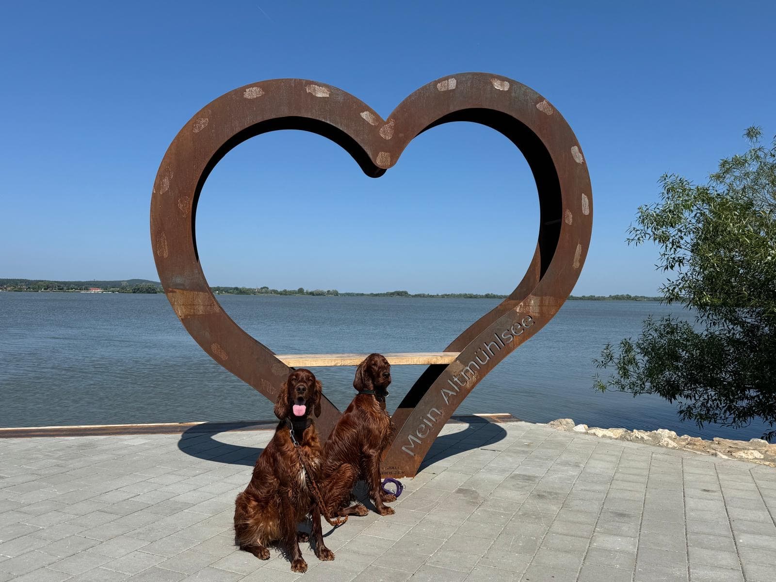 Irish Red Setter Welpen
