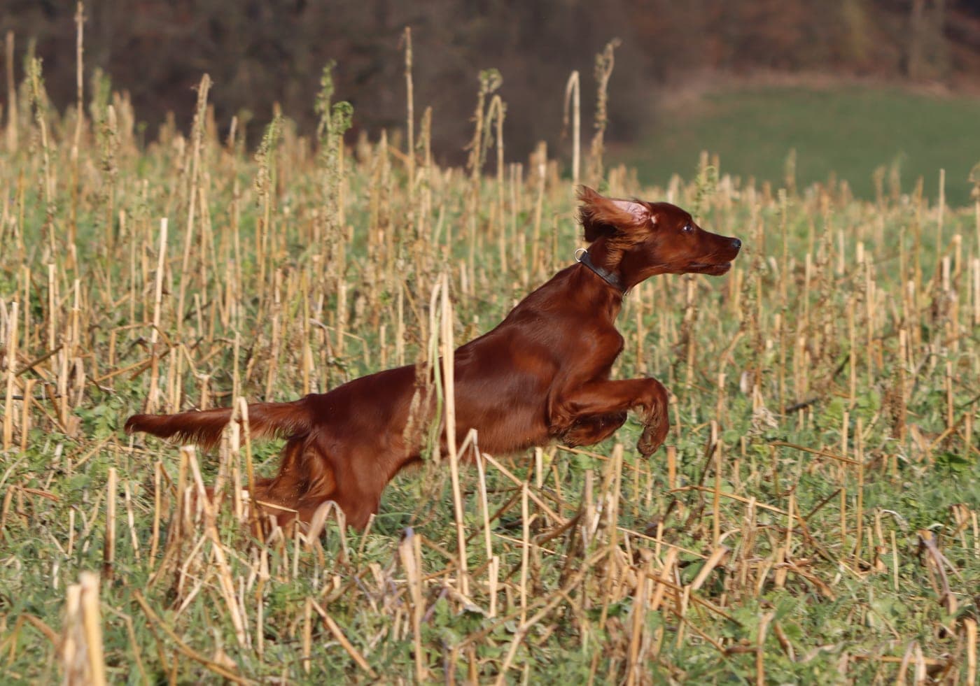 Irish Red Setter Malou von Irish Windlooper's springt dynamisch durch ein Stoppelfeld