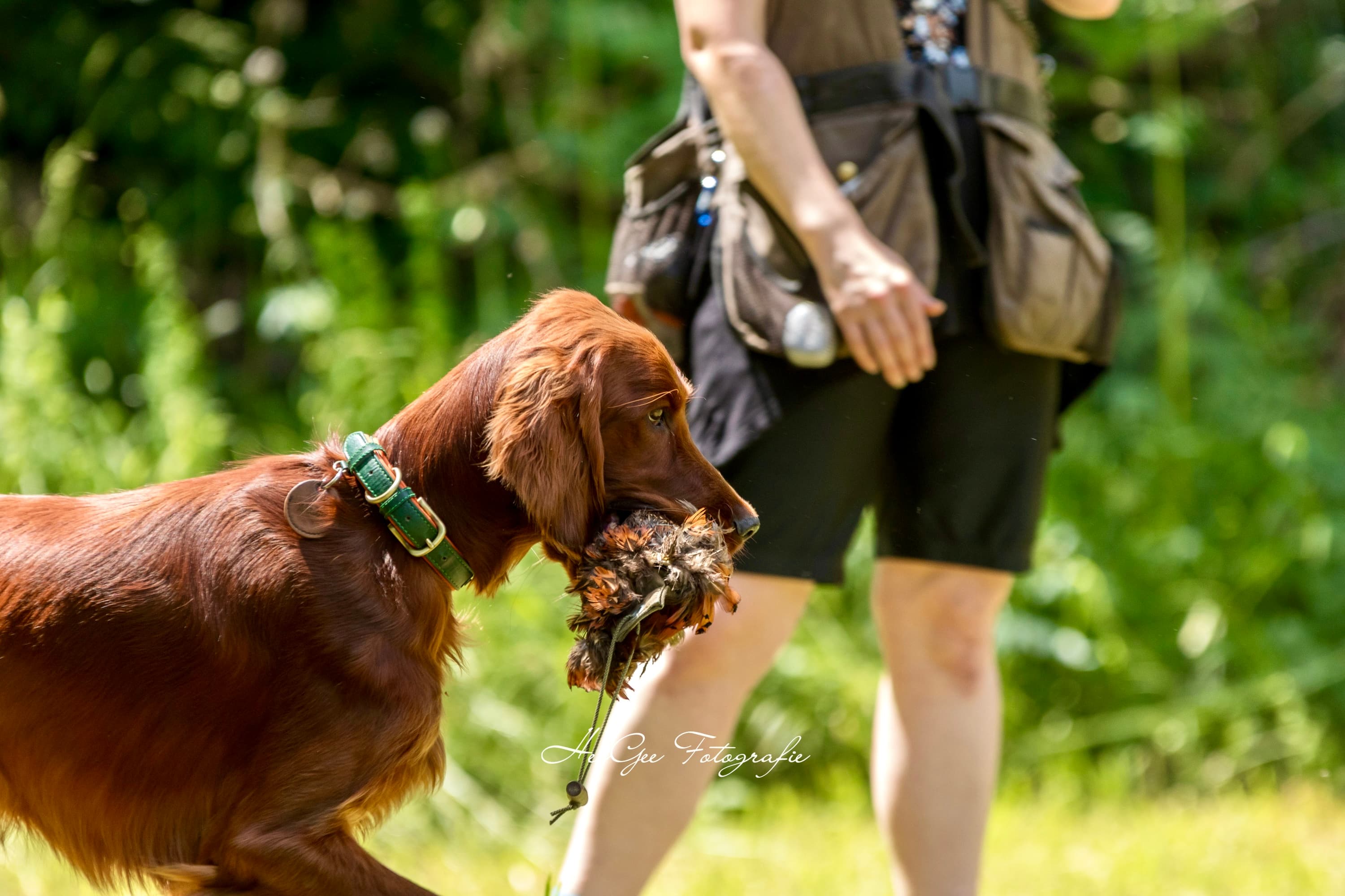 Irish Red Setter beim Vorstehen