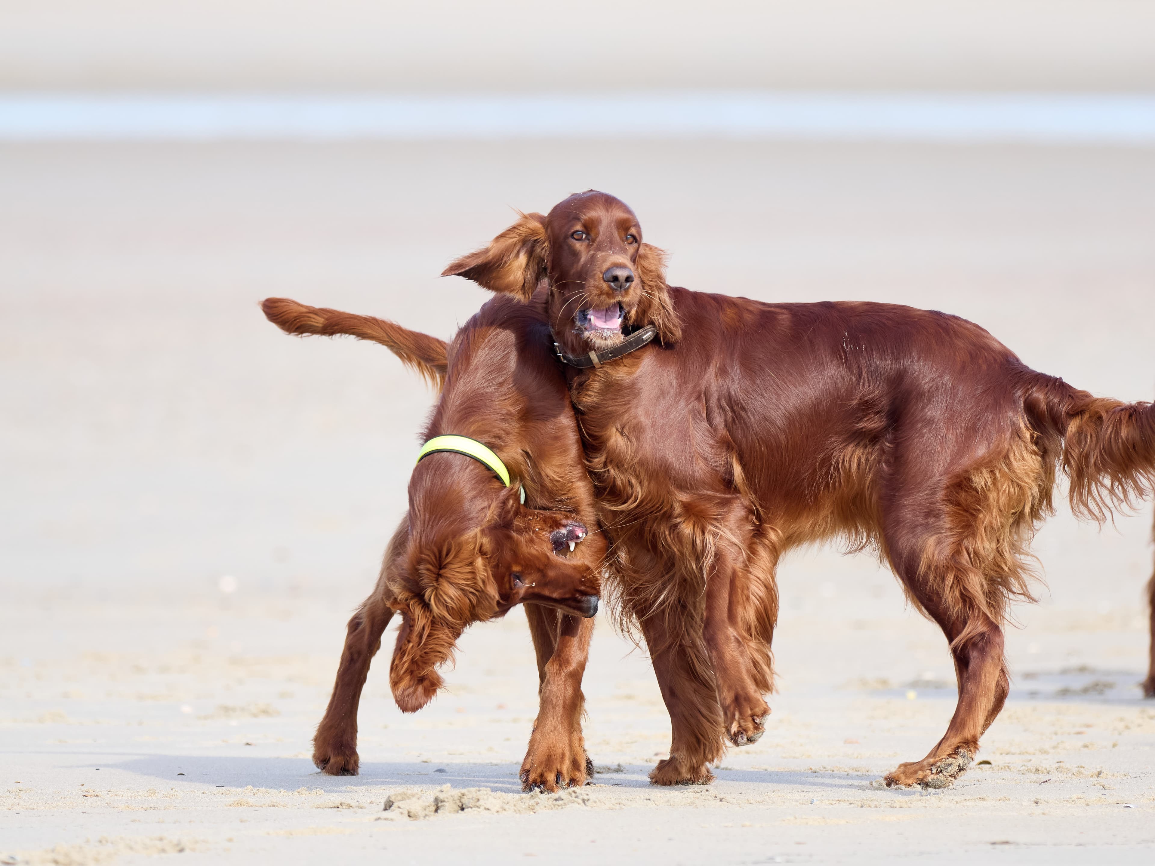 Setter am Strand