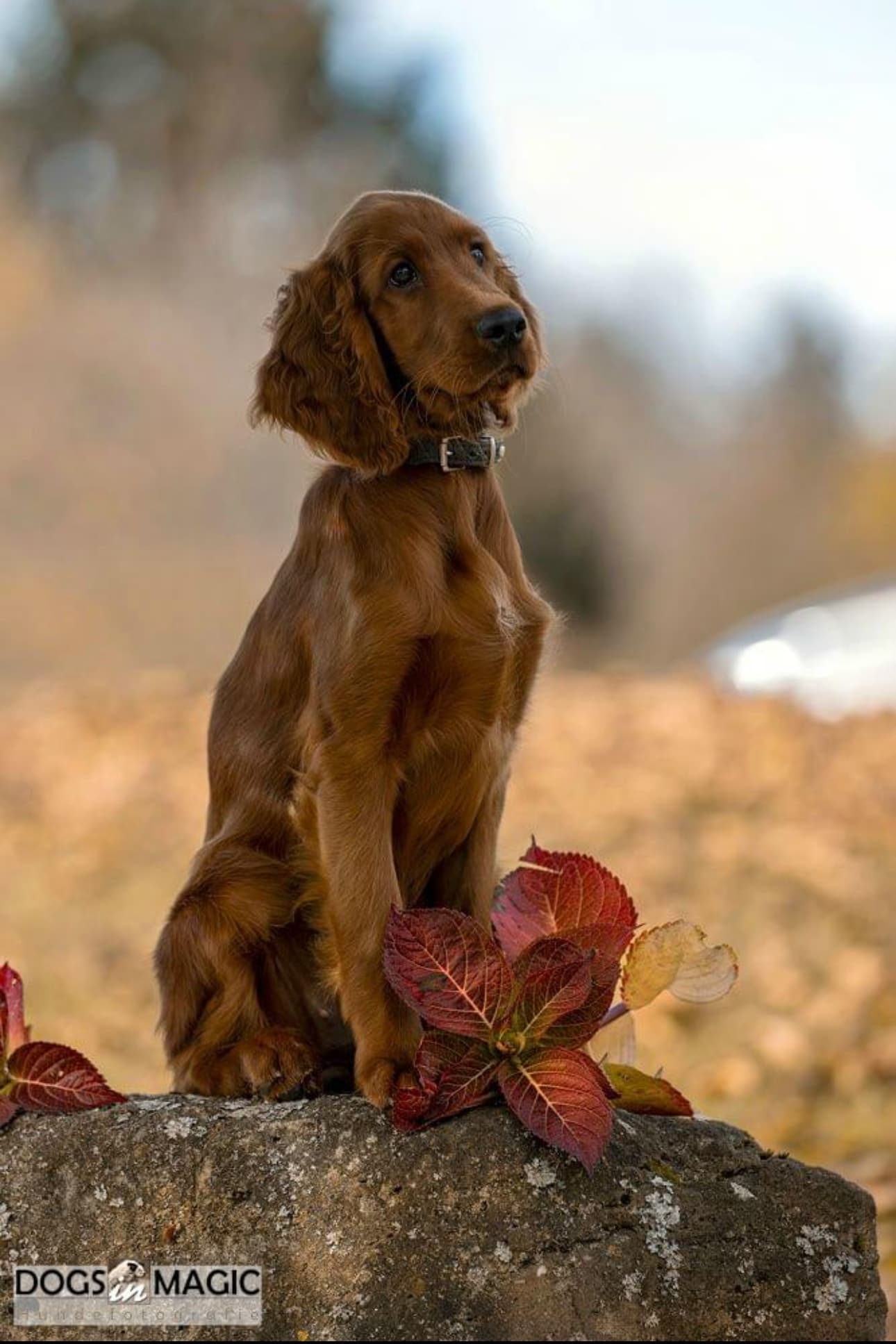 Ella als junger Irish Red Setter Welpe, elegant sitzend auf einem Stein mit roten Herbstblättern