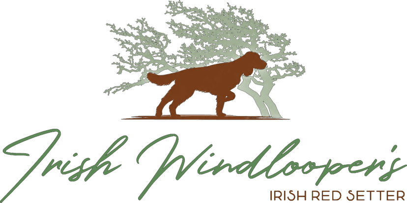 Irish Windlooper's - Irish Red Setter