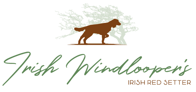 Irish Windloopers - Irish Red Setter