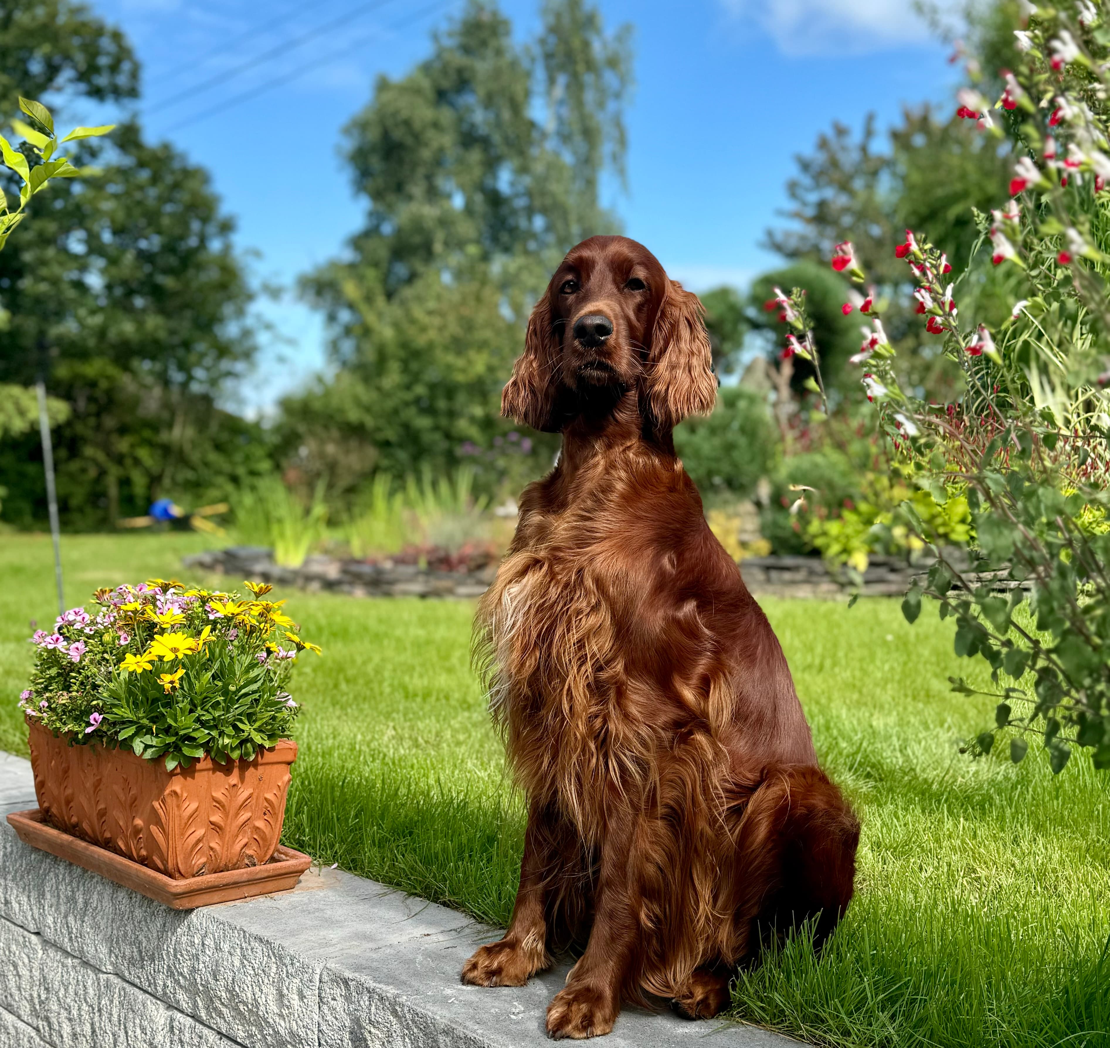Malou als erwachsener Irish Red Setter im sonnigen Garten mit Blumentöpfen und grünem Rasen