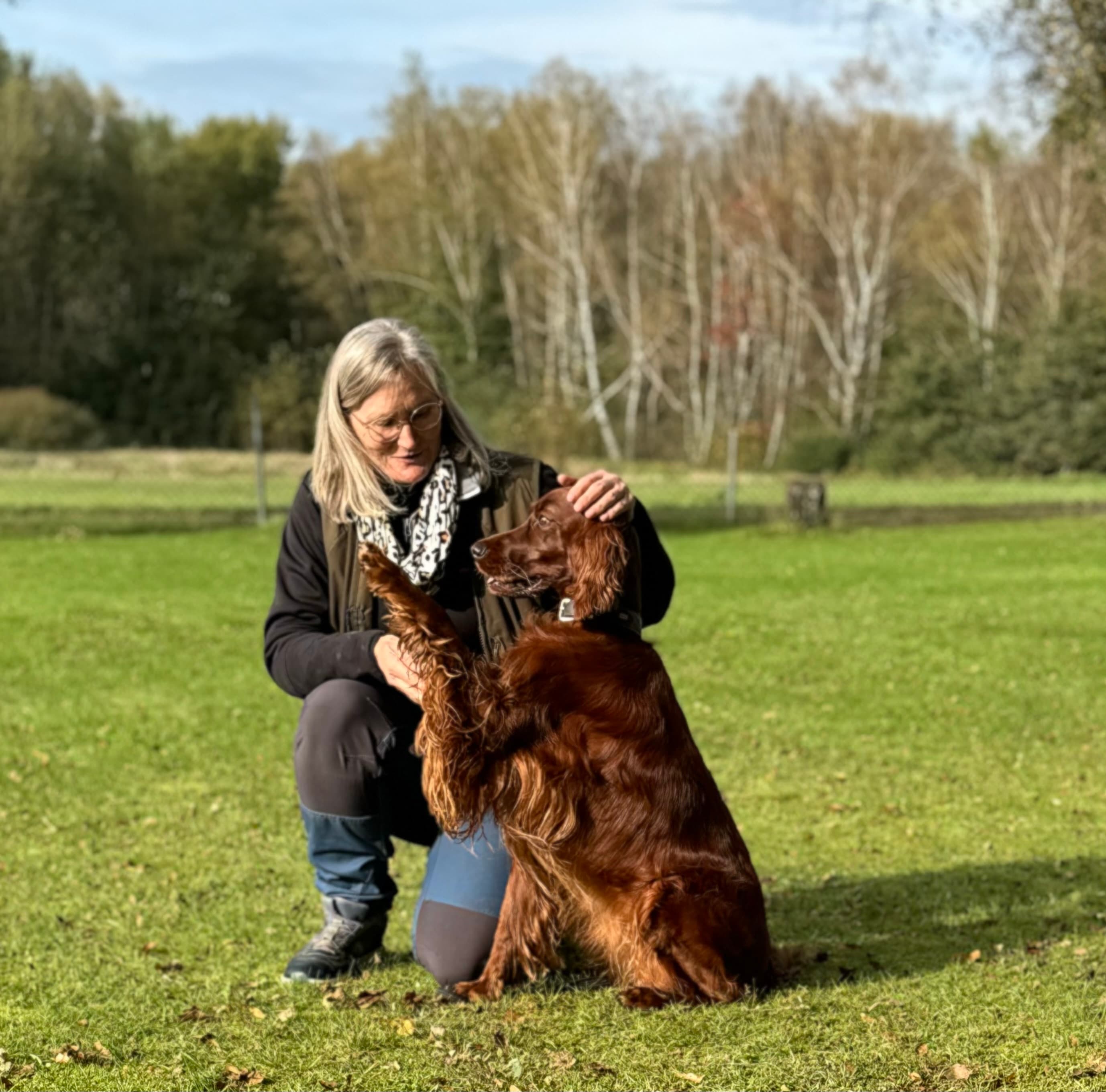 Training auf der Wiese mit Irish Red Setter