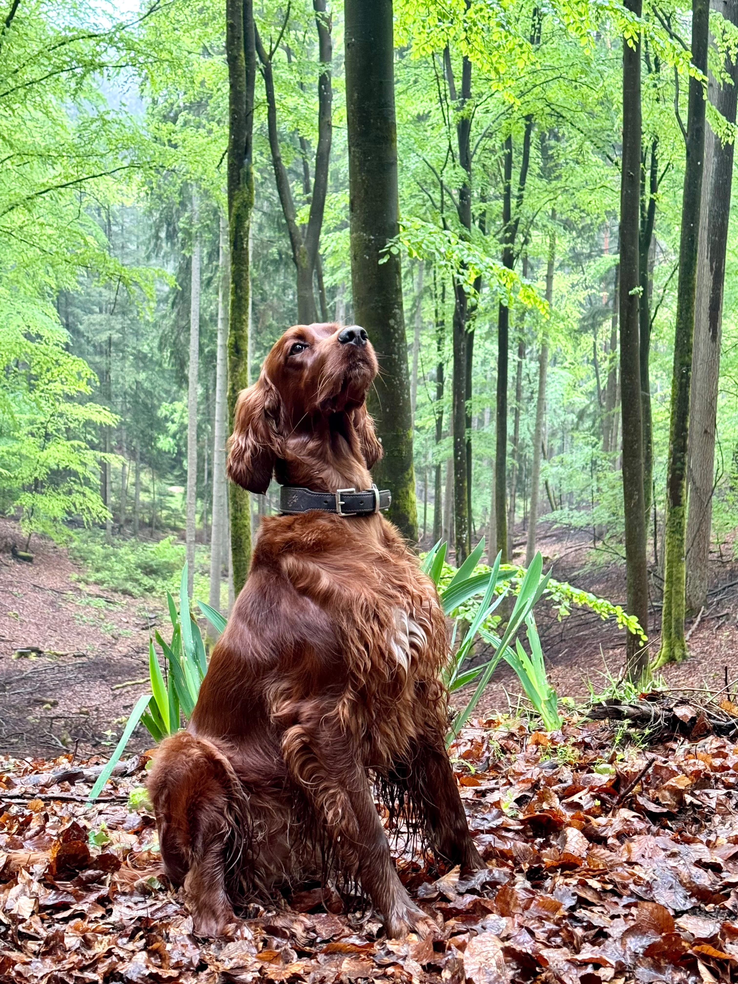 Majestätischer Irish Red Setter sitzt aufmerksam im Herbstwald und blickt nach oben