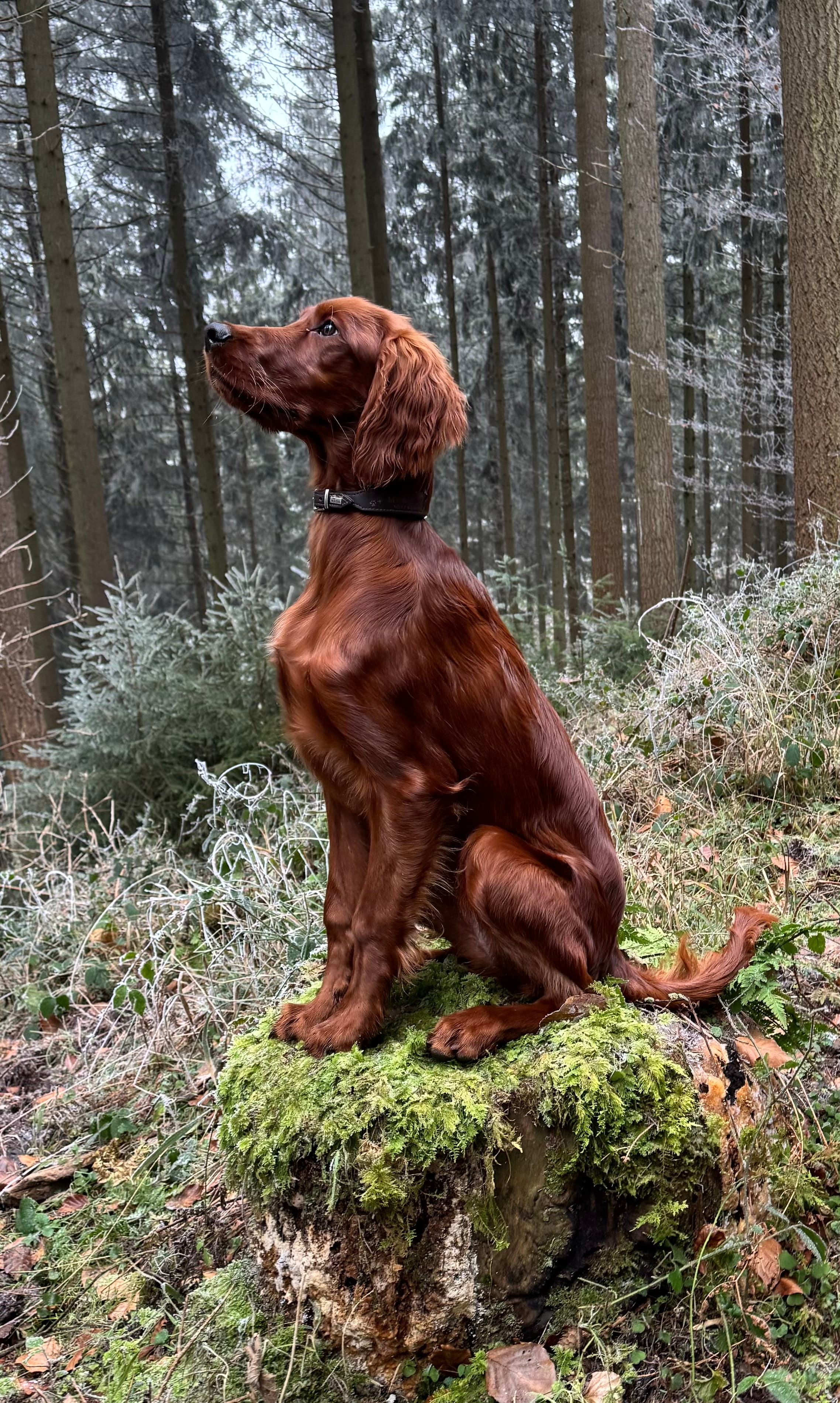 Setter auf Felsen