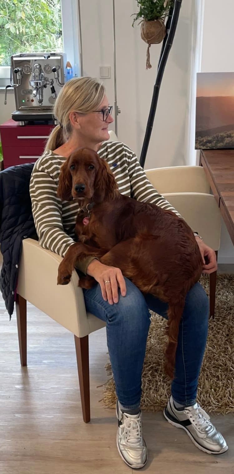 Setter als Familienhund