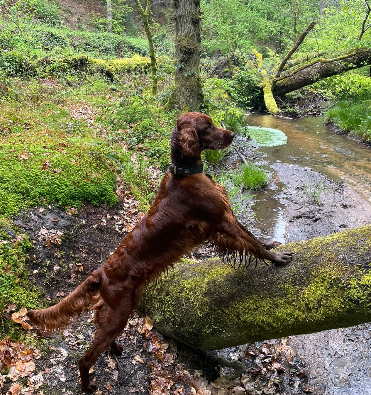 Setter am Bach