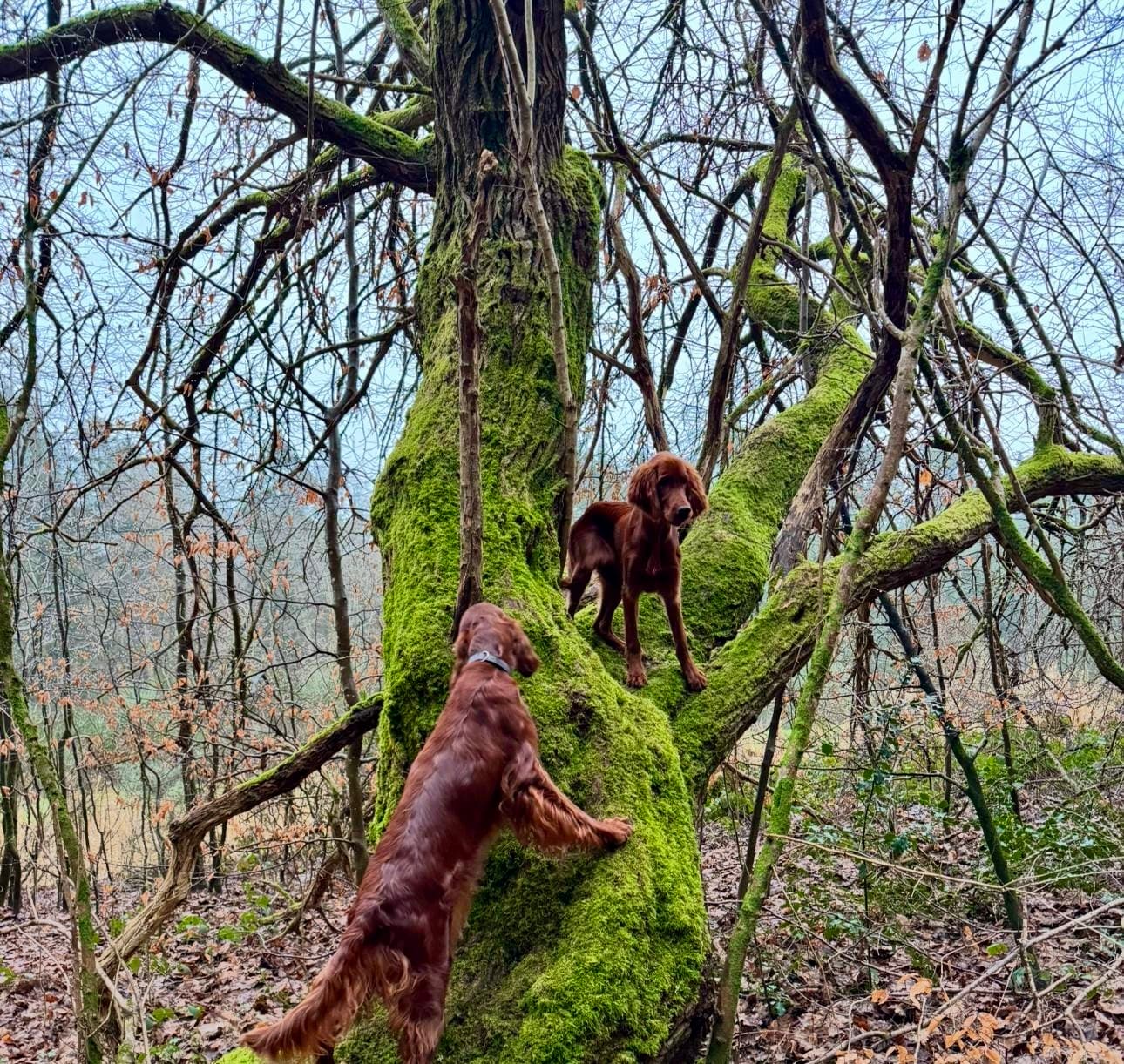 Zwei Irish Red Setter klettern auf einem moosbewachsenen Baum
